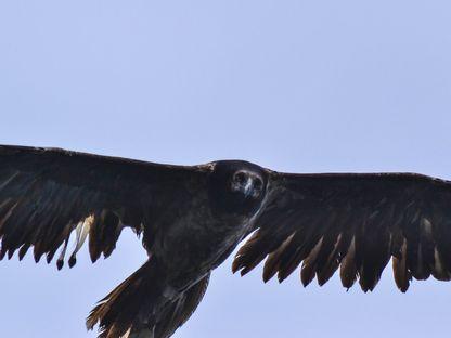 Pe 19 iulie 2016, Adonis a devenit primul zăgan fotografiat în România în acest mileniu. Foto: Sebastian Bugariu