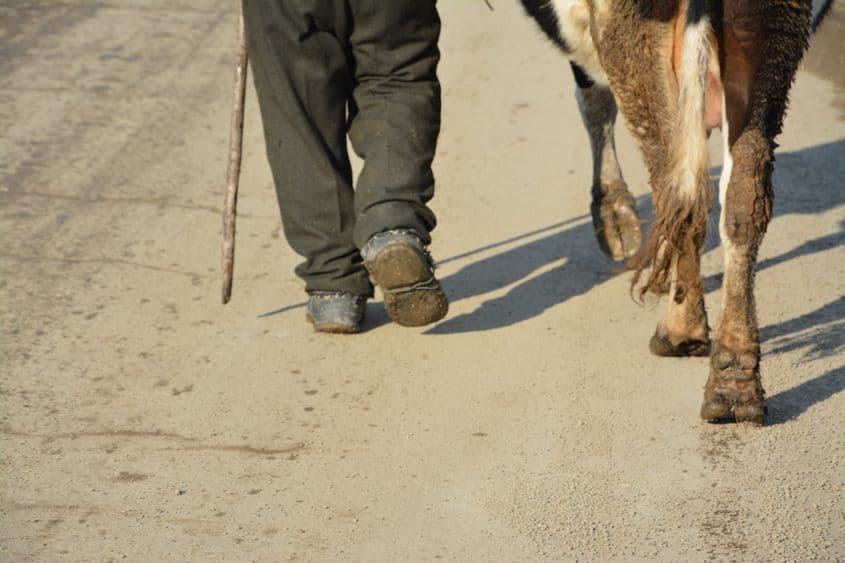 Mircea Micu, „tezaur viu” din patrimoniul UNESCO, umblă prin sat cu o pereche de șoșoni rupți, cusuți cu sfoară. De ani de zile are reumatism la picioare. Dar se oblojește: pe sub pantaloni, își ține picioarele în permanență, adică și noaptea, învelite în blăniță de iepure.