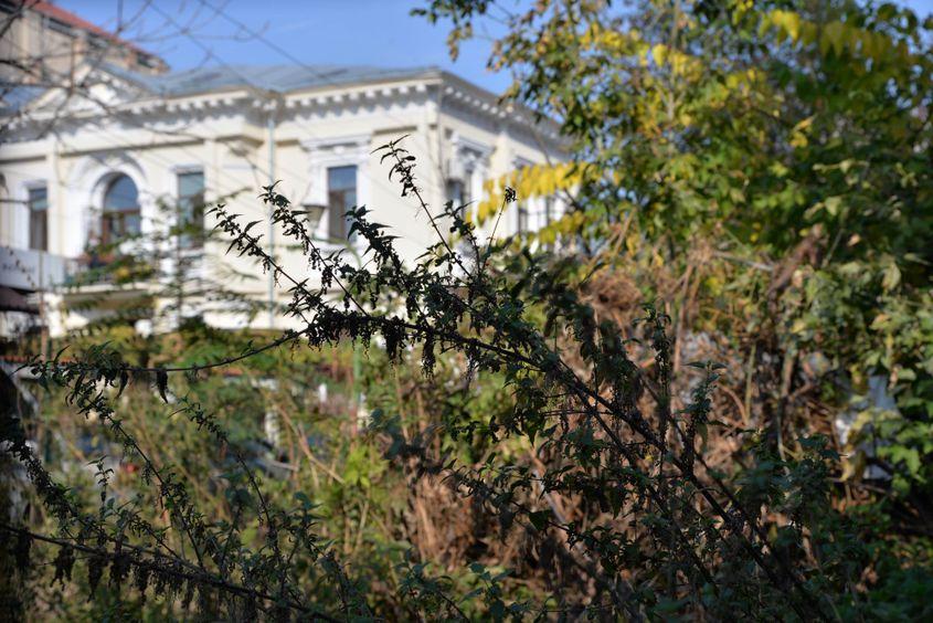 Ambrozie pe strada Sfânta Vineri, așteptând de o lună o vizită de la Comandament. Foto Lucian Muntean