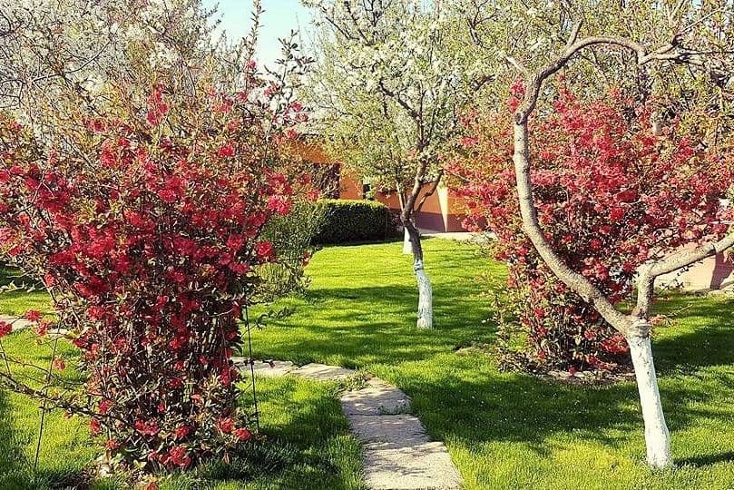 Curtea din Cosâmbești și Max, labradorul auriu. Foto: Laura Ivăncioiu