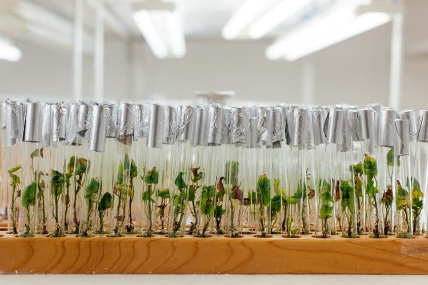 Înainte să ajungă la fermieri, cartofii sunt niște firișoare plăpânde în eprubete.