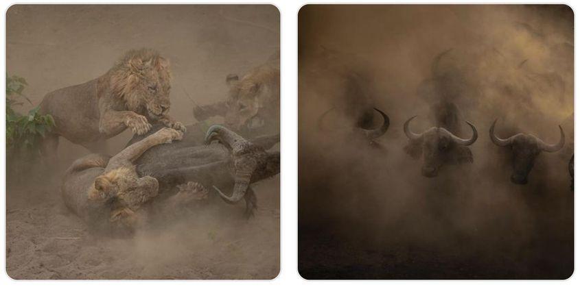 Cu toate acestea, autorul a reușit recent o serie de fotografii absolut magnifice, cu o scenă dramatică de vânătoare! După cum a și scris în postarea de pe contul său de Facebook - unde trebuie să-l urmăriți neapărat! - „Visez de ceva vreme o astfel de scenă. Partea frumoasă e că eram pe jos, fără mașină, fotografiam niște bivoli de la vreo 15 metri distanță și, din senin, leii au atacat. O leoaică a țâșnit chiar de lângă mine. Fără alte cuvinte.” © Andrei Daniel Mihalca