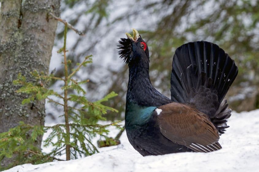Foto: László Potozky, directorul Fundației pentru Parteneriat