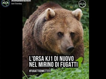 Controlul agendei publice. Cum a fost evitată dezbaterea despre soarta urșilor din România printr-o știre falsă