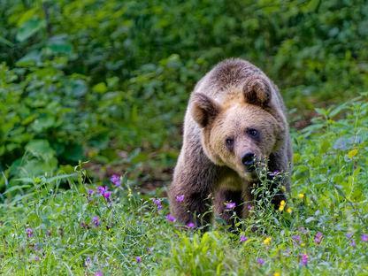Our roads, their borders. What is left unseen when we build a highway, what ecological corridors are, and why their absence affects both people and animals