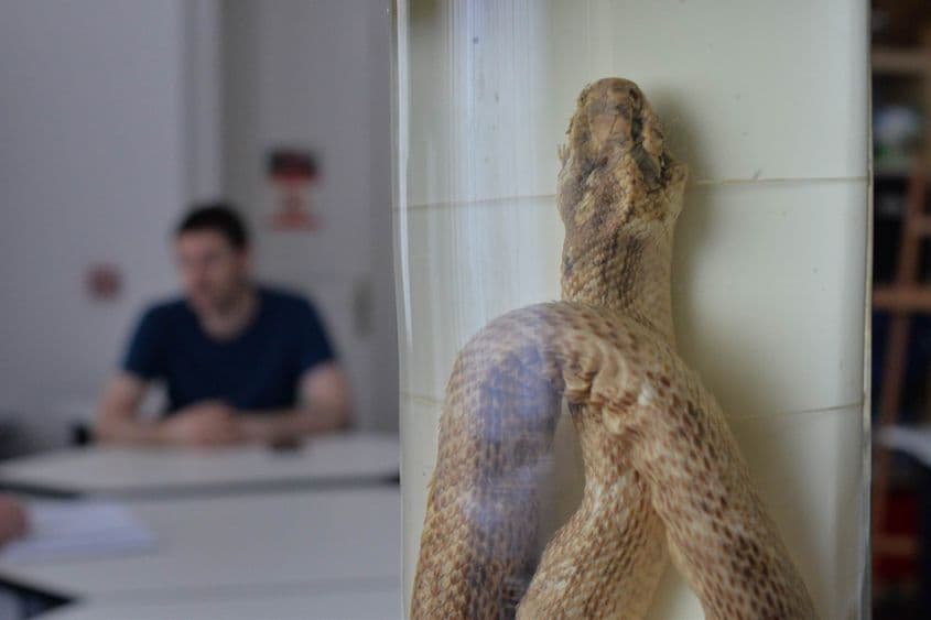 Balaur conservat în alcool. Foto: Lucian Muntean