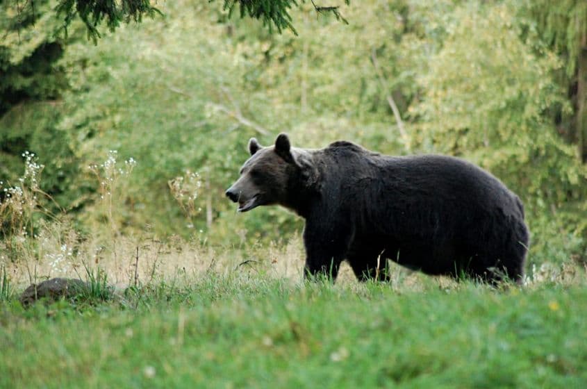 Urs fotografiat la observatorul din Balvanyos, jud. Covasna, sursa travelzoom.ro