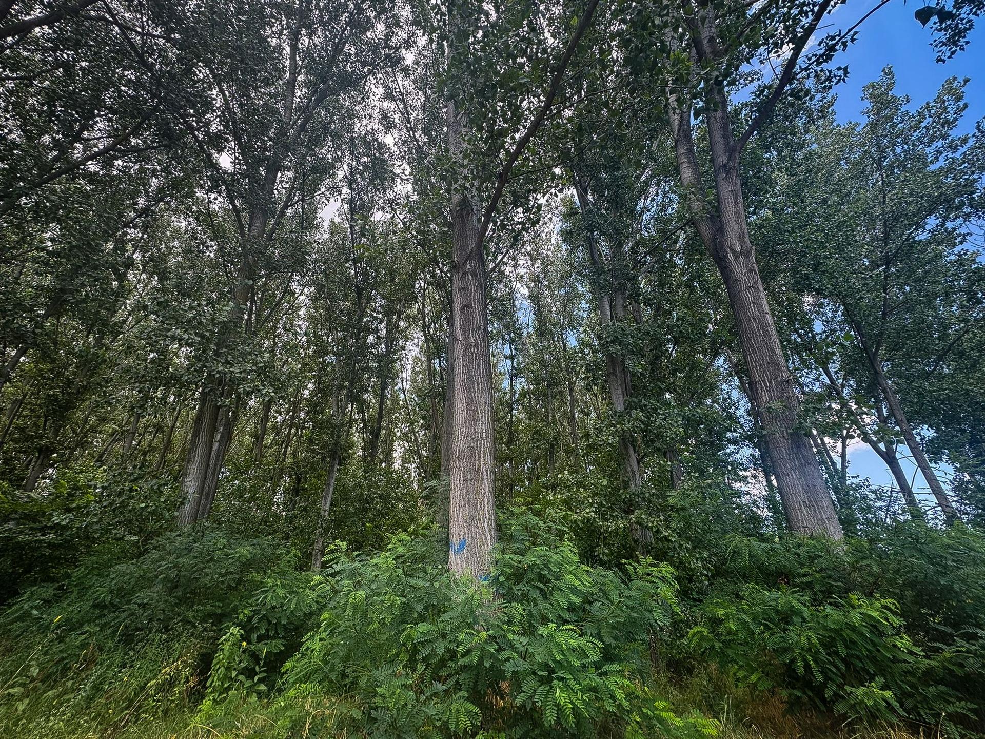 Foto: Ana Tepșanu