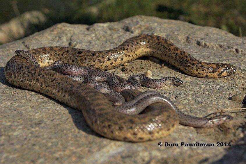 Femela și cei șase pui găsiți în septembrie 2014. Foto: Doru Panaitescu