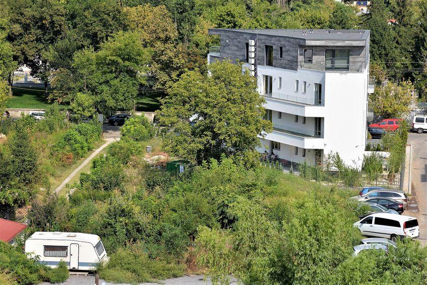 Ambrozie în Floreasca. Foto: Lucian Muntean