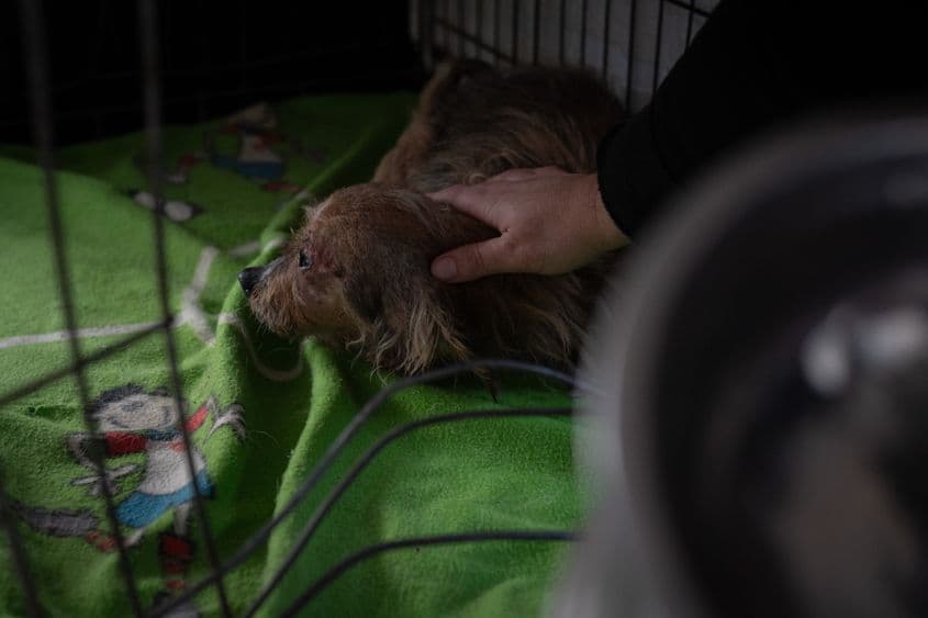 Elena Șoșa, îngrijitoare, mângâie un câine, la sediul asociației Sache, în Tărtășești, pe 12 decembrie 2024. Foto: Andreea Câmpeanu