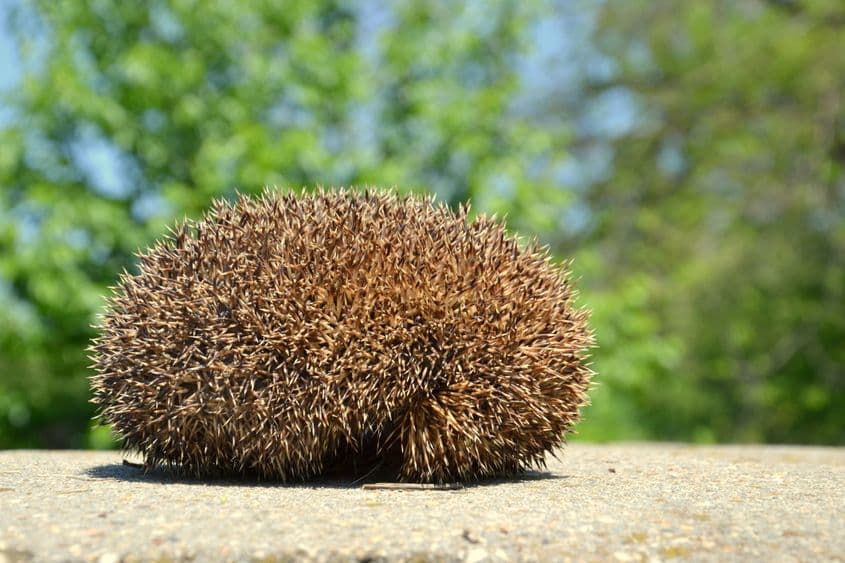 Ghemul țepos. Foto: Dreamstime/Valentinamoraru