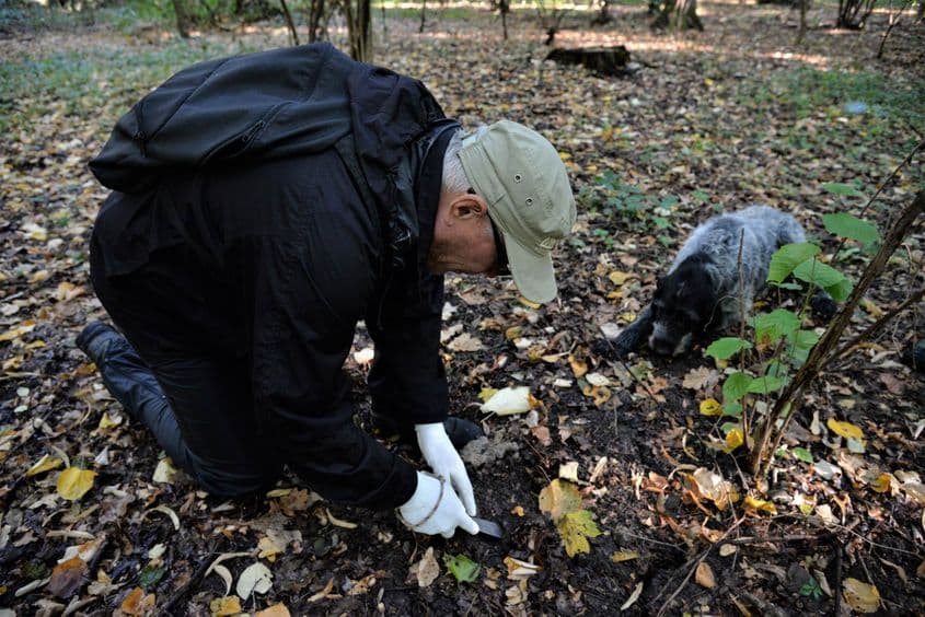 Trufa e dezgropată cu grijă, cu finețea arheologului. Foto: Lucian Muntean