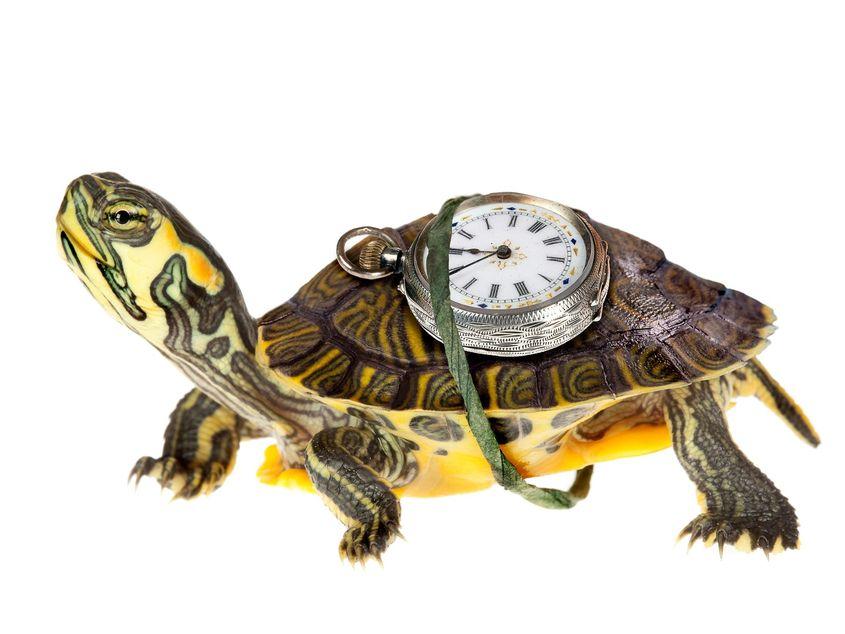 Foto: Dreamstime/Photowitch