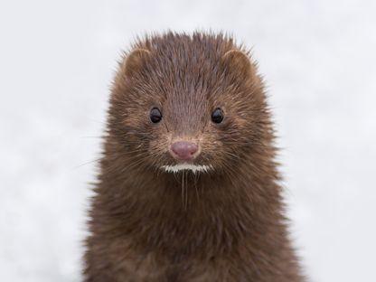 Fermele de blană dispar din Europa. Pe viitor ar putea fi interzise complet