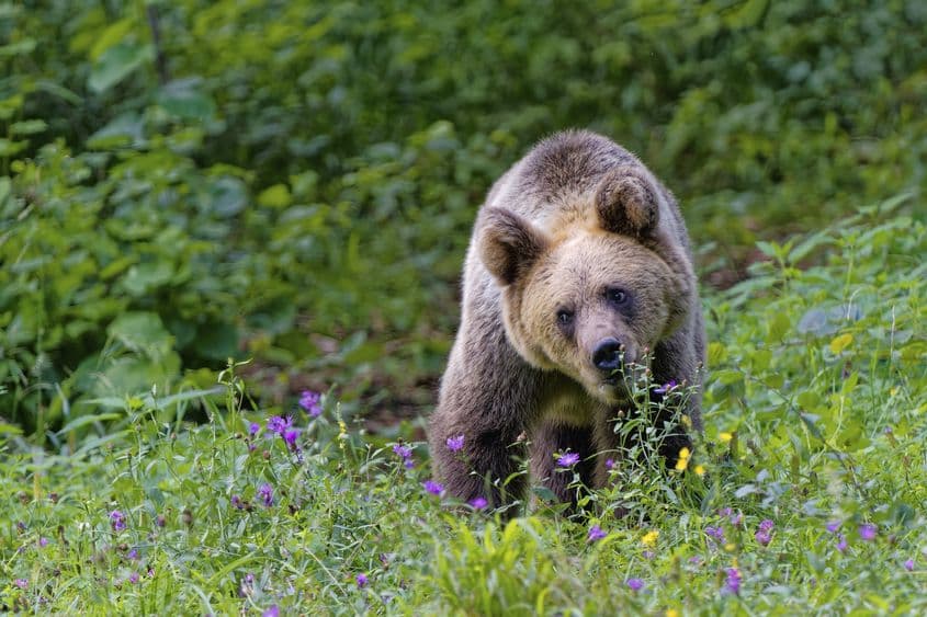 Foto: László Potozky, directorul Fundației pentru Parteneriat