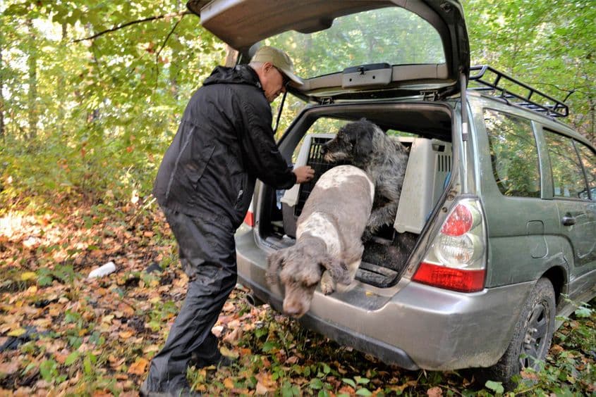 Câinii își urmează instinctul de vânători, dar vânează ciuperci. Foto: Lucian Muntean