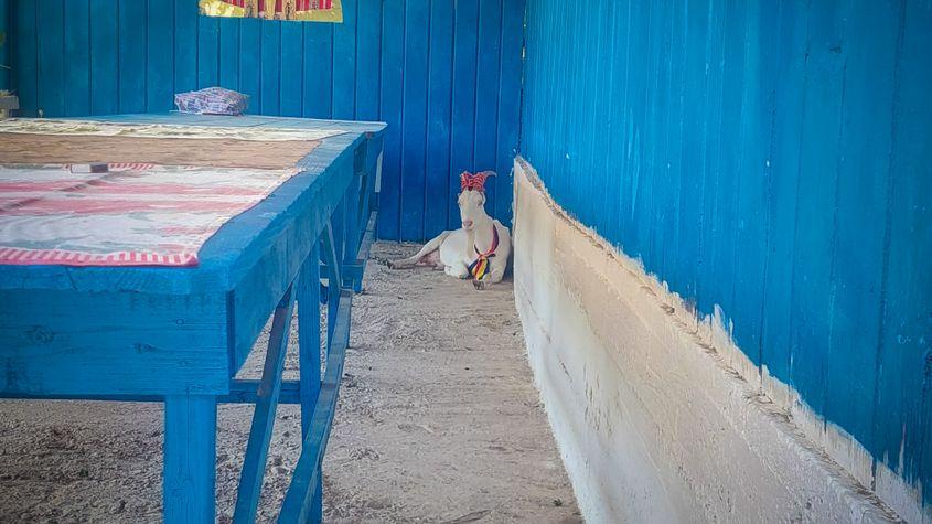 Capra Angelica. Foto: Ana Coman