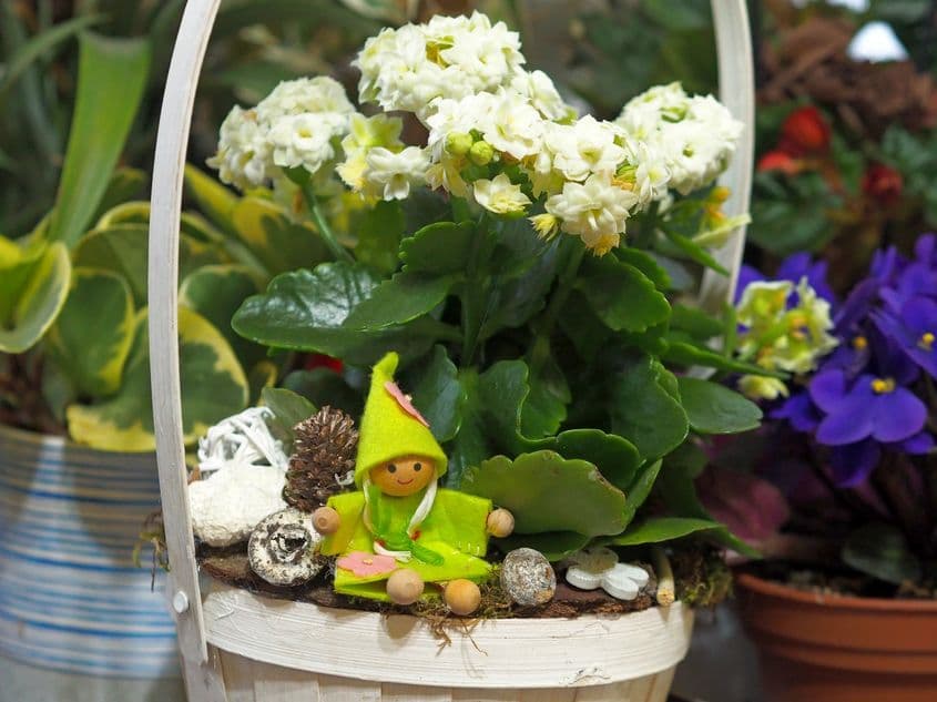 Colțul cu florile soției ocupă un loc special în bucătăria familiei Ciuskov.