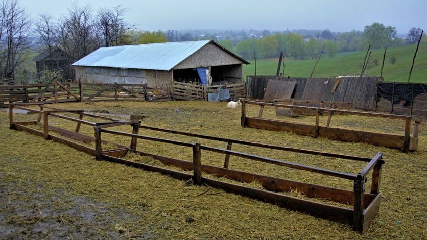 Ploaia transformă târla într-o mlaștină cu zeamă de bălegar