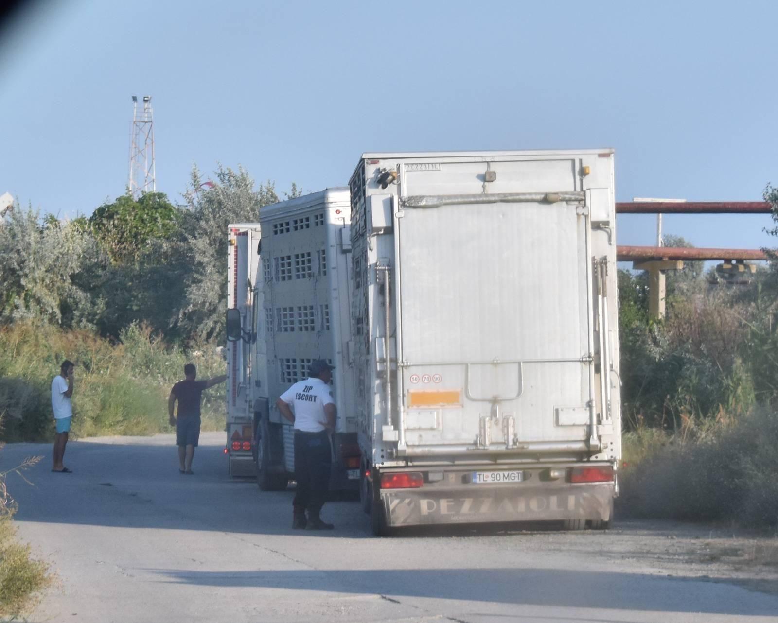 Camioane încărcate cu animale vii care pleacă din Portul Midia. Foto: <meta charset="utf-8">Animals International