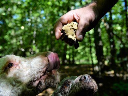 Trufele, ultima bogăţie a subsolului românesc