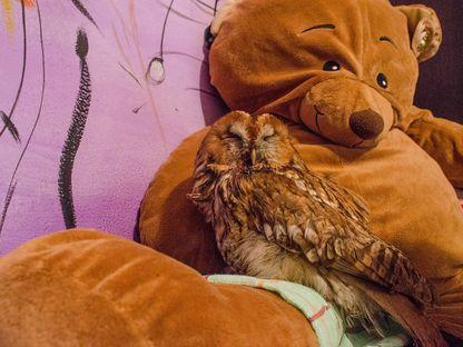 O comoară de huhurez mic