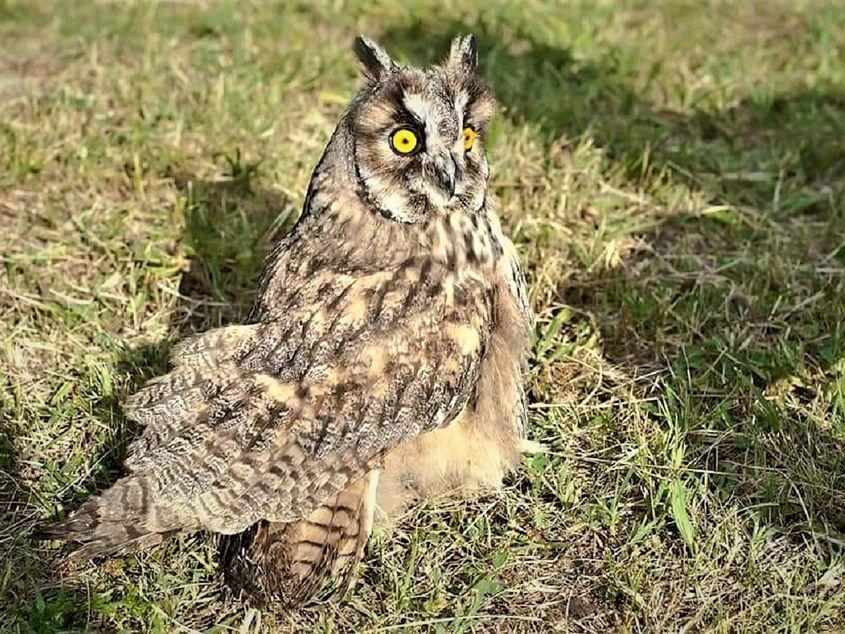 Bufnița Motorină, în ziua eliberării sale. Foto: Asociația Peregrinus