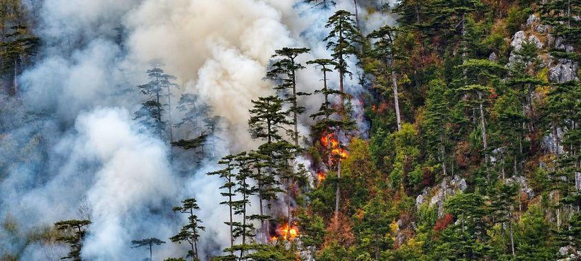 Incendiu de pădure în Domogled, lângă Herculane. Foto: Agent Green / Romaniacurata