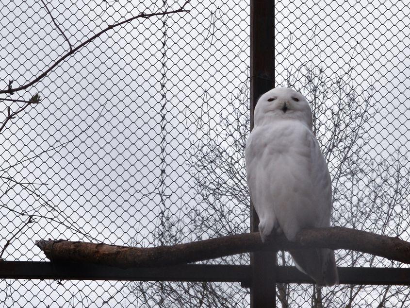 Bufnița polară de la Zoo București, la începutul acestei primăveri. Foto: Lucian Muntean