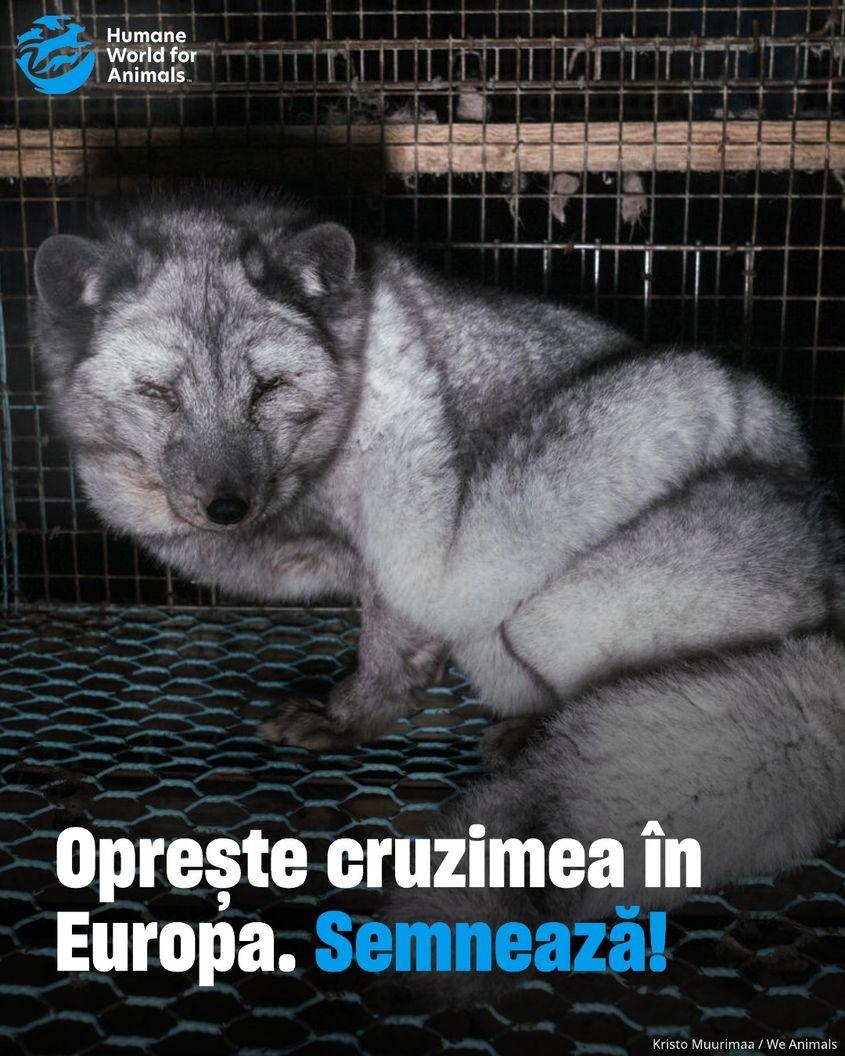 În „fabricile de blană”, animalele experimentează un stres atât de profund încât recurg frecvent la automutilare, canibalism și mișcări disperate de-a lungul gratiilor.