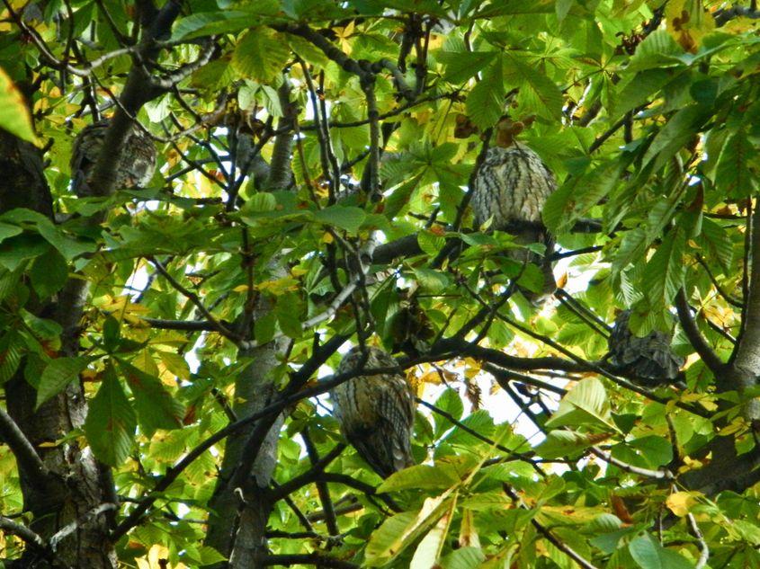 6 noiembrie 2016. Castanul campion din fața fostului magazin de mobilă este din nou populat de bufnițe. În imagine se disting patru păsări.