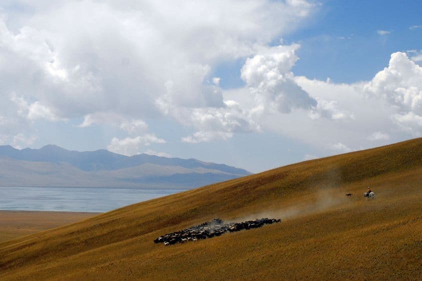 Văzut de pe versantul muntelui Ak Tash, un păstor ajutat de un câine își mână la vale turma de oi, într-un nor de praf. În depărtare se zărește o bucată din lac.