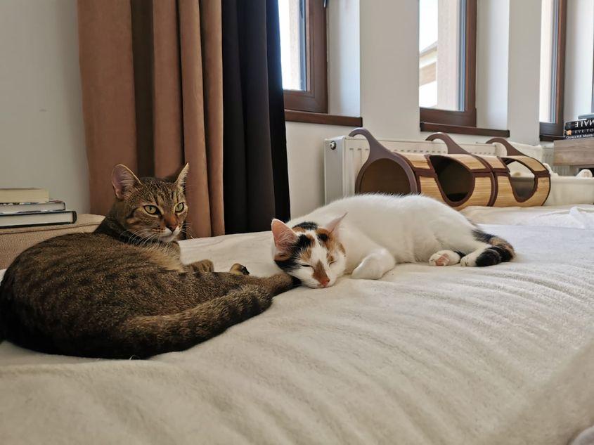 Pisica Tomi ai cărei proprietari s-au adresat procurorilor, înainte de să-și piardă viața. Arhiva persoanală a familiei Mihuțiu.