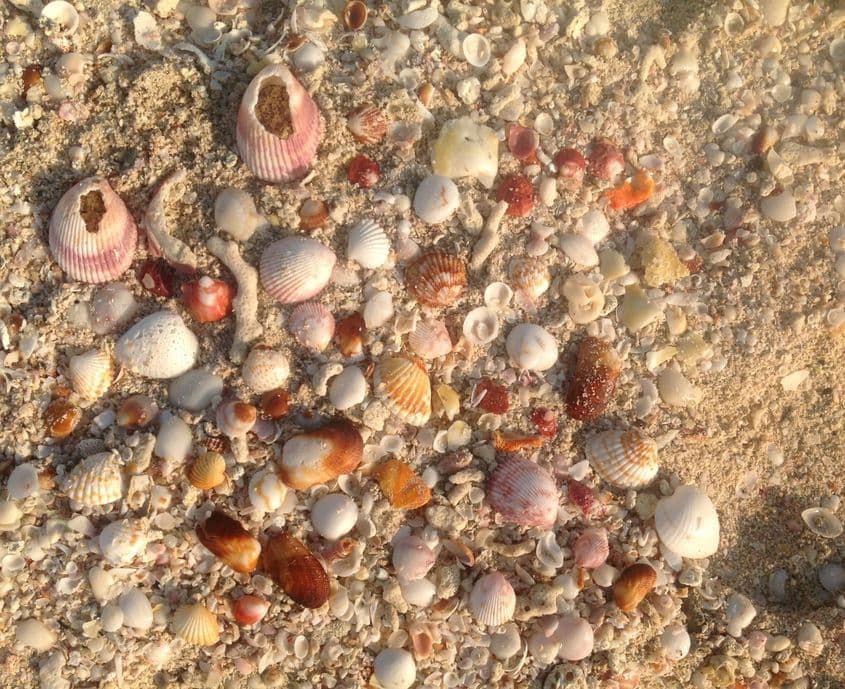 Foto: Ruxandra Cesereanu