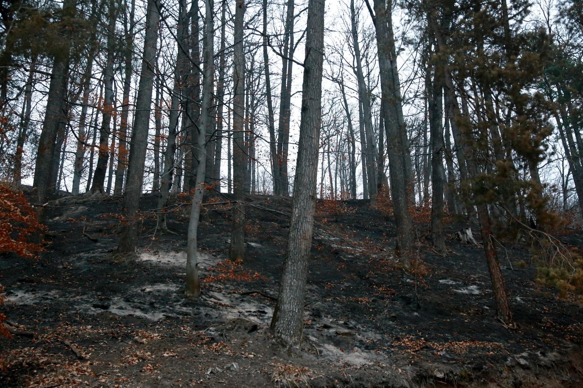 Urmările incendiului de pădure de pe fondul Ocolului Silvic Oituz, județul Bacău, noiembrie 2021. Foto: Gabriel Petrescu Agerpres
