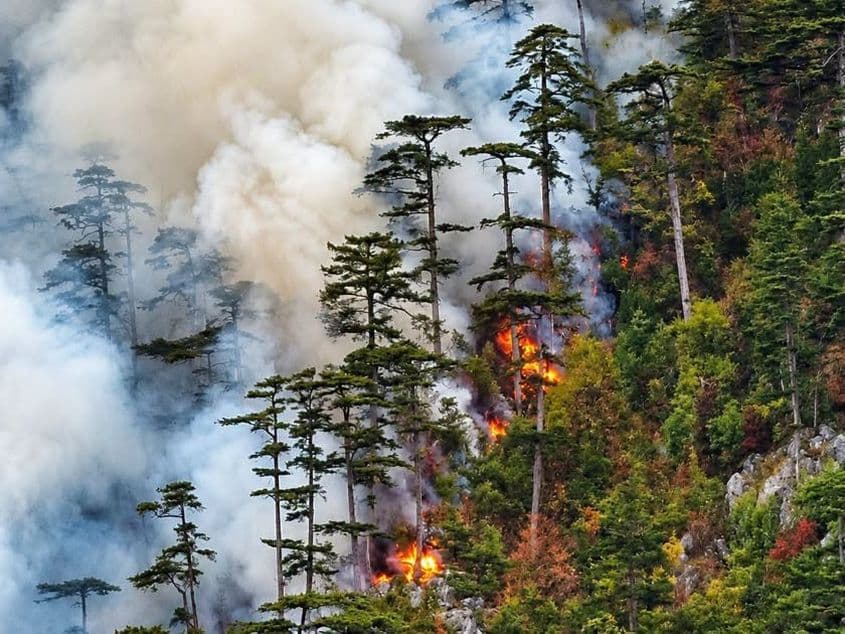 Incendiu de pădure în Domogled, lângă Herculane. Foto: Agent Green / Romaniacurata