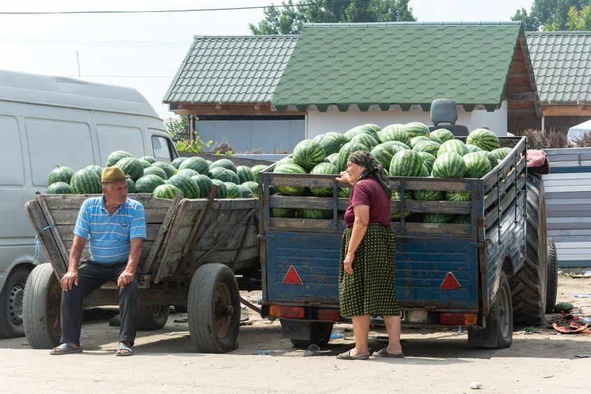 Lubenița trebuie păzită de când o pui în pământ și până o vezi ieșită din Dăbuleni.