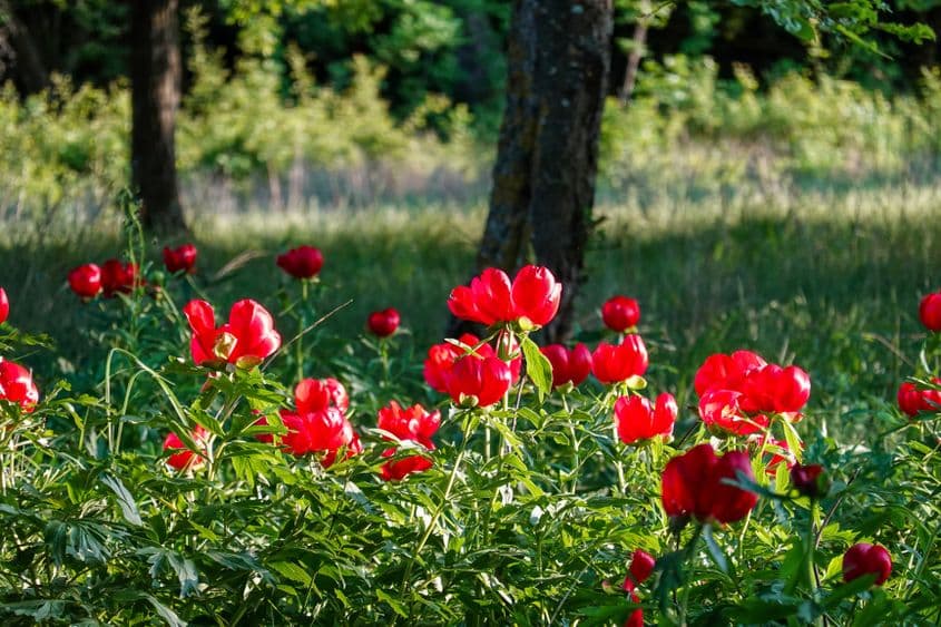 ID 348718086 | Bujor © Cristian Duminecioiu | Dreamstime.com