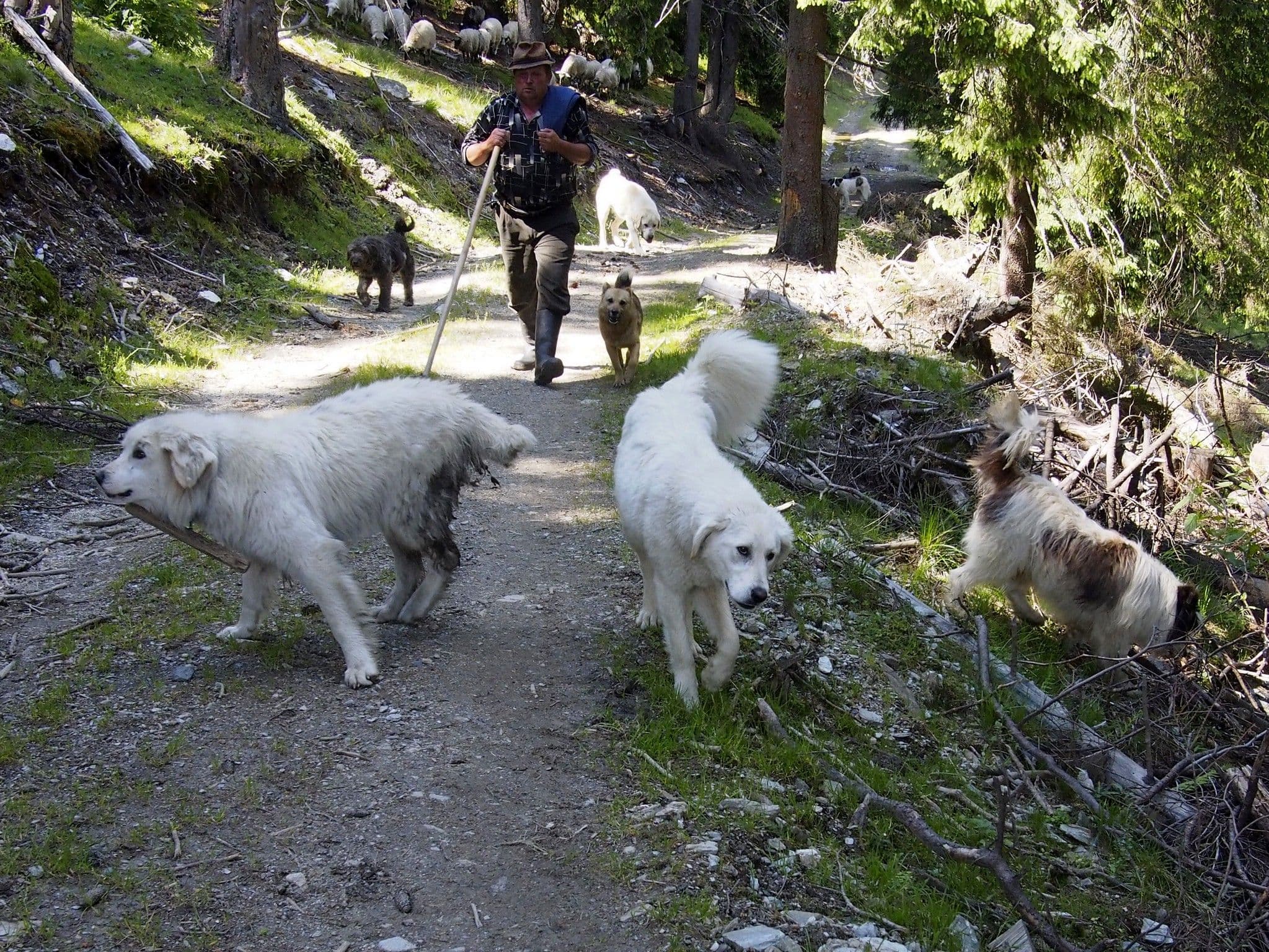 Cioban de treabă și câinii săi. Cazul fericit.