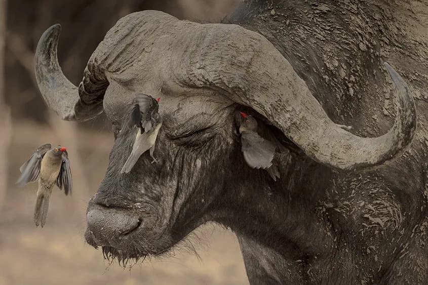 Foto: Andrei Mihalca