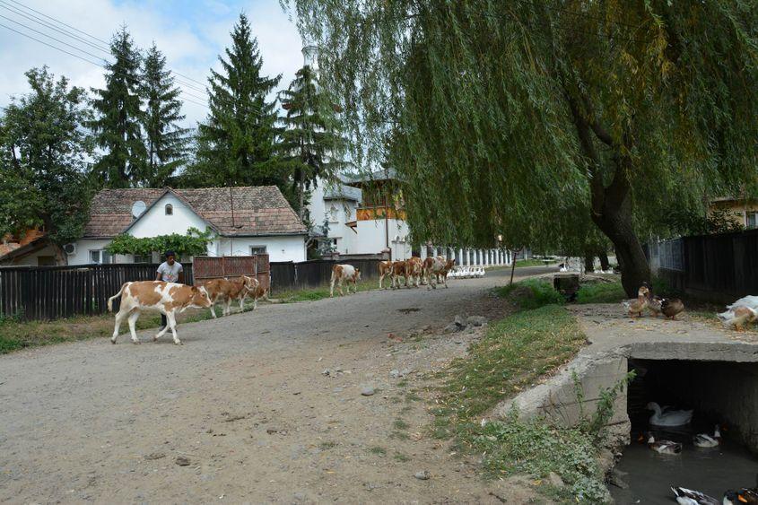 Ulița pe care se află biserica din Moșuni. Foto: Viorel Ilișoi