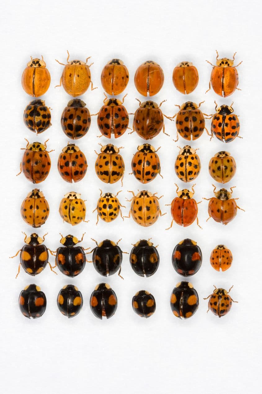 Înfățișări ale buburuzei asiatice – Harmonia axyridis. Foto: Dreamstime/Geza Farkas