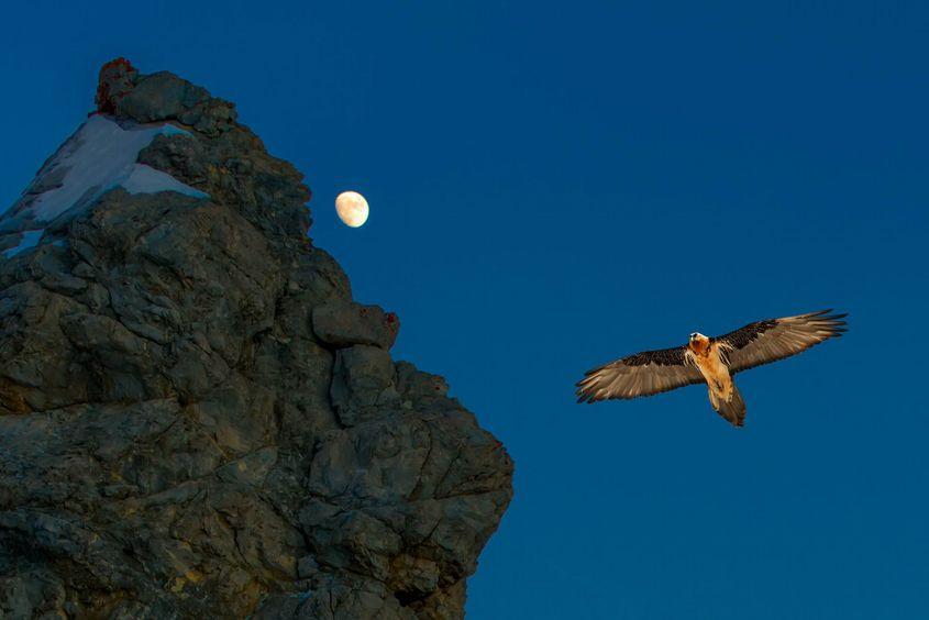 Zăgan adult, în largul său. Foto: Dreamstime.com/Michelangelo Oprandi