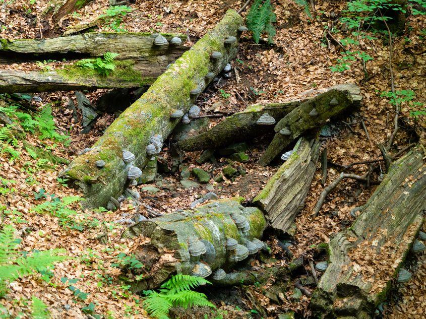 Ceea ce credeți a fi melci sunt, de fapt, ciuperci pietrificate (iască).