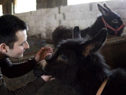 Cristian Câmpan a decis să investească într-o fermă de măgărițe. Fotografii: Raul Ștef