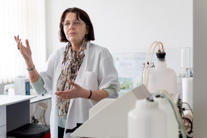 Cercetătoarea Carmen Bădărău caută tehnologii inovative pentru scăderea virozelor cartofului.
