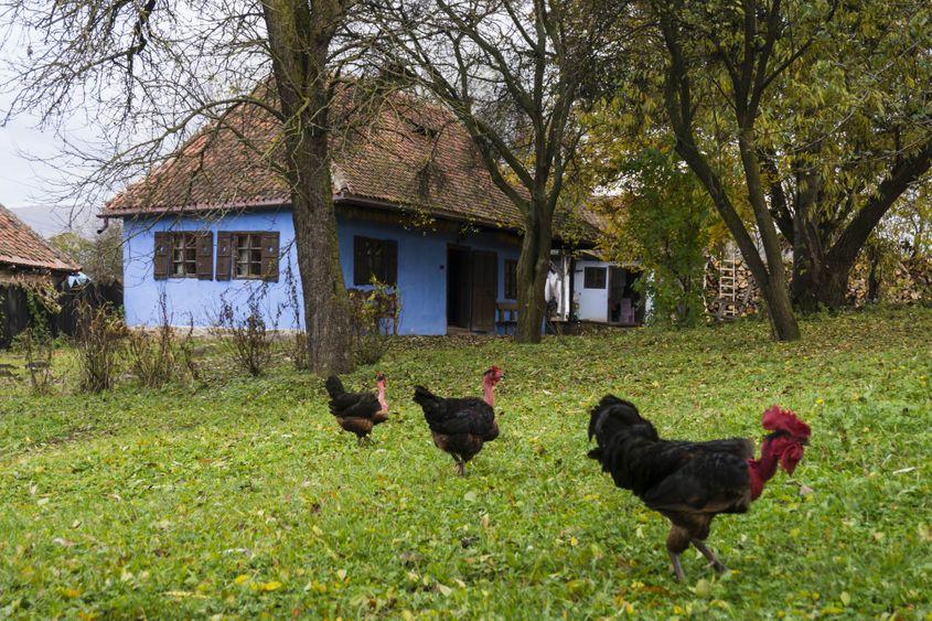 Casă de oaspeți de la Micloșoara. Foto: Alexandru Boghian
