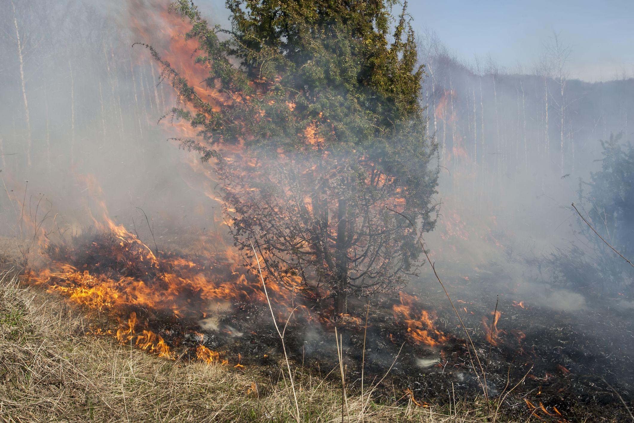 Incendiu de pădure în Apuseni. Foto © Igorartmd | Dreamstime.com