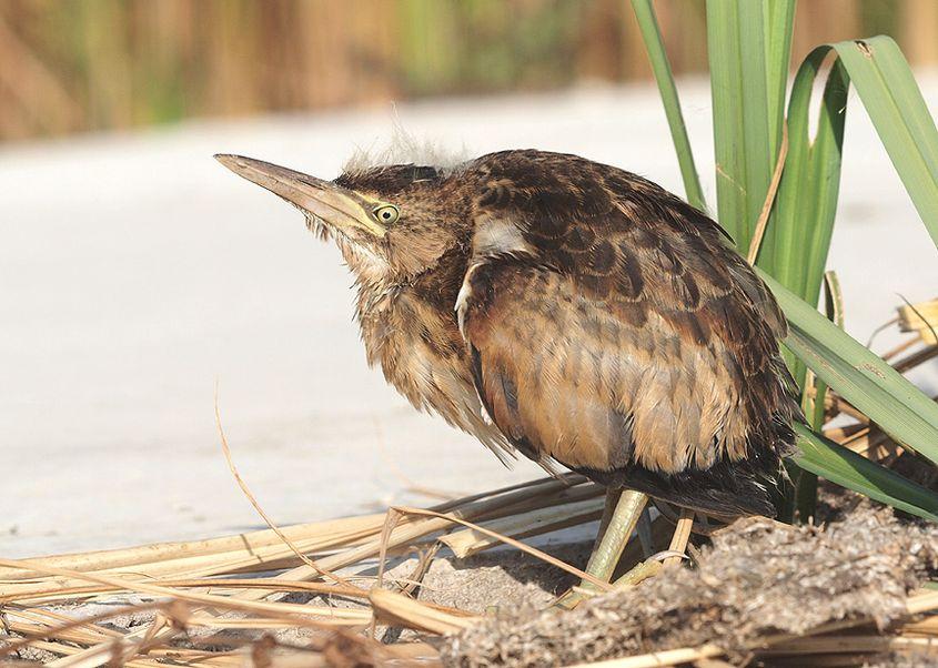 Acel tânăr stârc pitic. Foto: Cristian Mihai